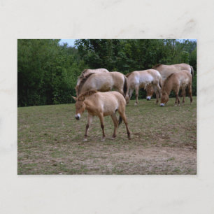 Przewalski-Pferde Postkarte