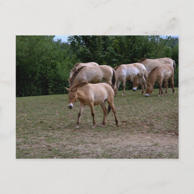 Przewalski-Pferde Postkarte (Vorderseite)