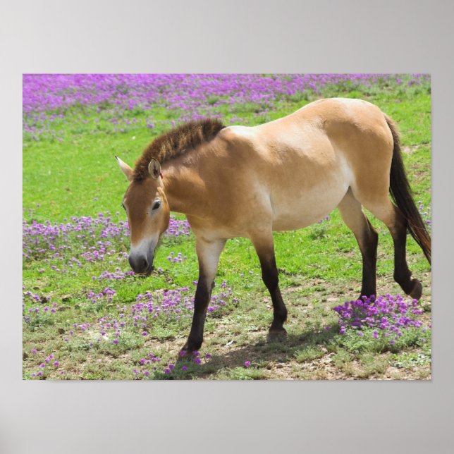 Przewalskii Pferd Poster (Vorne)