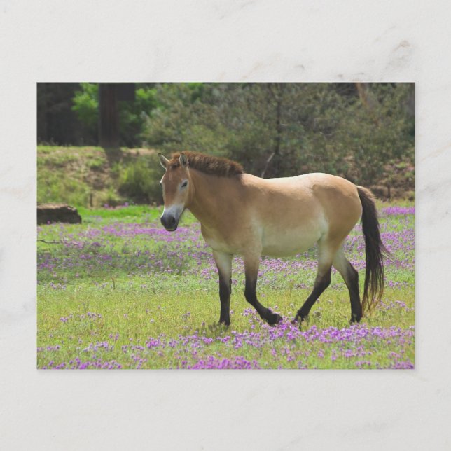 Przewalskii Pferd Postkarte (Vorderseite)