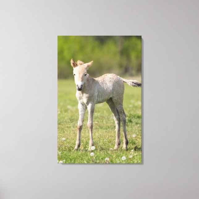 Przewalskis Foal, Ungarn Leinwanddruck (Vorderseite)