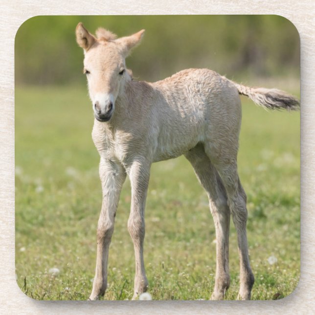 Przewalskis Foal, Ungarn Untersetzer (Vorderseite)
