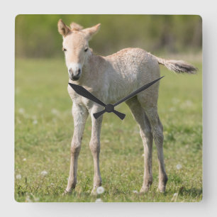 Przewalski's Horse foal, Hungary Quadratische Wanduhr