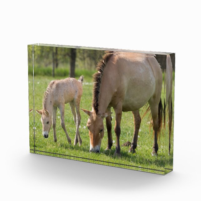 Przewalskis Weiden Fotoblock (Rechts)