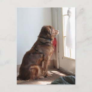 Psalm 130:5 Dog-Window Postkarte