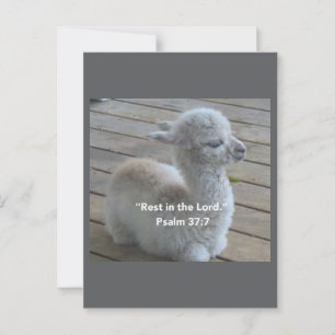 Psalm Llama Postcard Postkarte