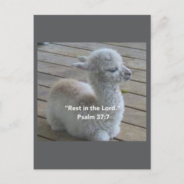 Psalm Llama Postcard Postkarte (Vorderseite)