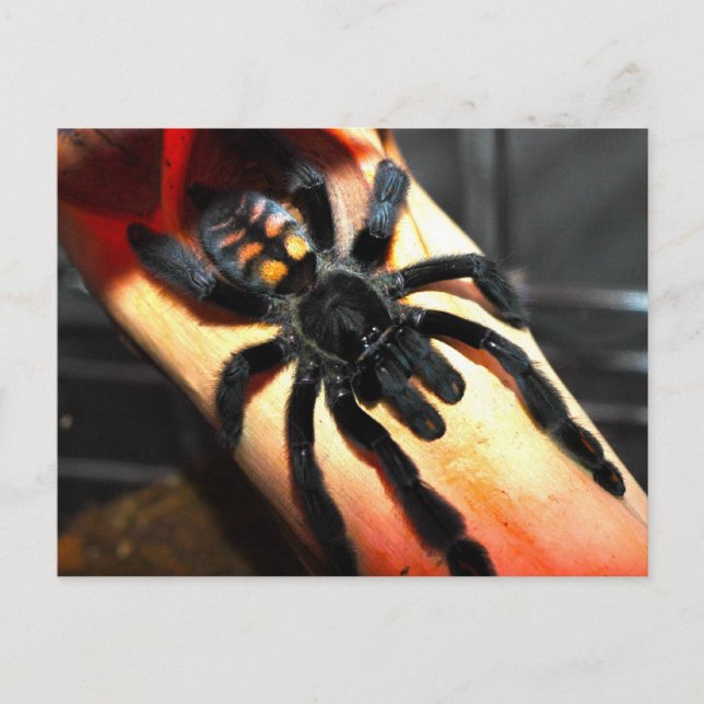 Psalmopoeus irminia postkarte (Vorderseite)