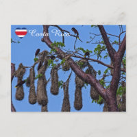 Psarocolius decumanus nisting - Costa Rica