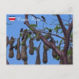 Psarocolius decumanus nisting - Costa Rica Postkarte