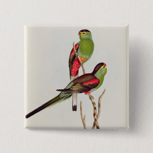 Psephotus Pulcherrimus Button (Vorderseite)