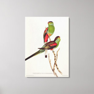 Psephotus Pulcherrimus Leinwanddruck