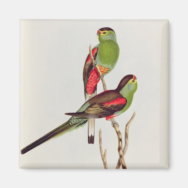 Psephotus Pulcherrimus Magnet (Vorne)