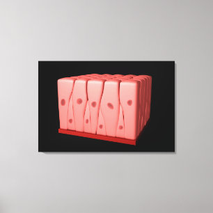 Pseudostratified Säulenepithel Leinwanddruck