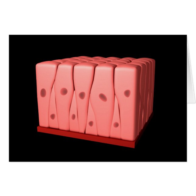 Pseudostratifiziertes Columnar Epithelium (Vorderseite (Horizontal))