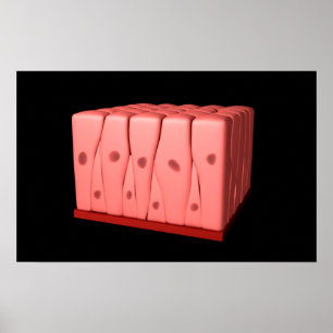 Pseudostratifiziertes Columnar Epithelium Poster