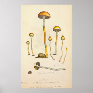 Psilocybe semilanceata Pilztäuschung Poster
