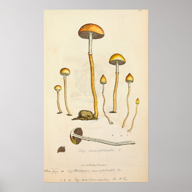 Psilocybe semilanceata Pilztäuschung Poster (Vorne)