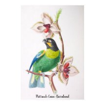 Psittacule Caica-Barraband - Vögel Brasiliens