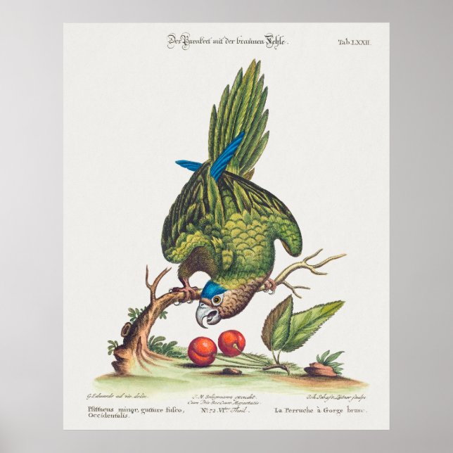 Psittacus minor gutture fusco, occidentalis  1749 poster (Vorne)