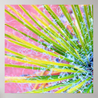 Psychedelic Yucca