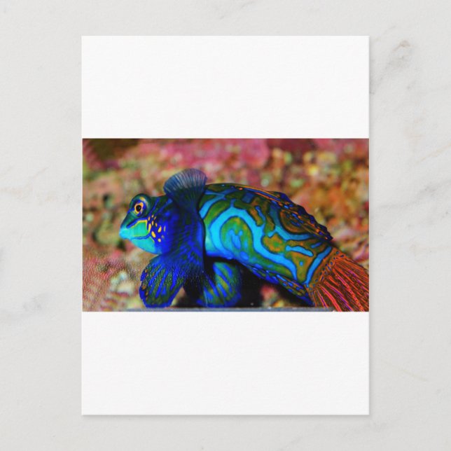 Psychodelische Fische Postkarte (Vorderseite)