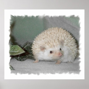 Ptarmigan der Igel Poster