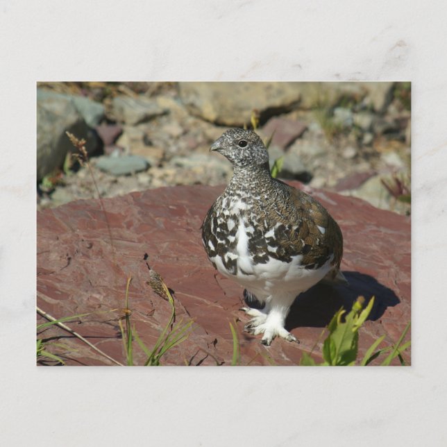 Ptarmigan-Grußkarte Postkarte (Vorderseite)