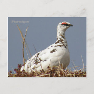 Ptarmigan im Frühling, Insel Unalaska Postkarte