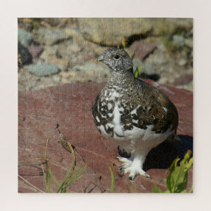 Ptarmigan, weißschwänzend, 676 Stück Puzzle