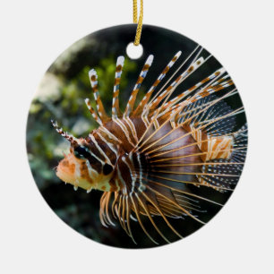 Pterois Antennata Broadbarred Firefish Lionfish Keramikornament