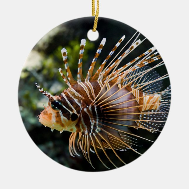 Pterois Antennata Broadbarred Firefish Lionfish Keramikornament (Vorne)