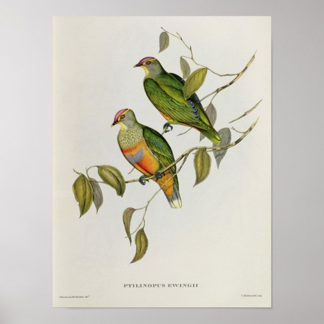 Ptilinopus Ewingii Poster (Vorne)