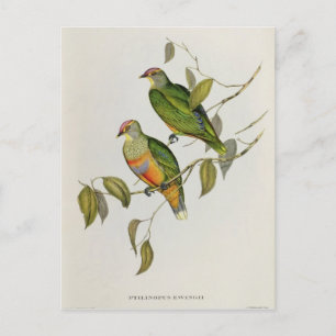 Ptilinopus Ewingii Postkarte