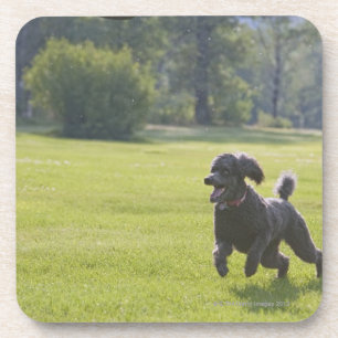 Pudel, der Frisbee spielt Untersetzer