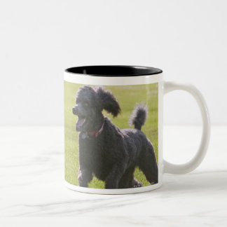 Pudel, der Frisbee spielt Zweifarbige Tasse