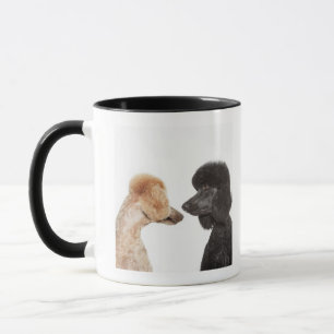 Pudel, die sich überprüfen tasse
