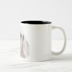 Pudel (einjährig) zweifarbige tasse