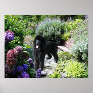 Pudel-Garten-Druck Poster