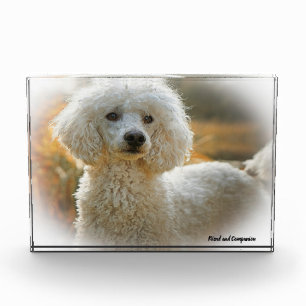 Pudel Hund. Fotoblock