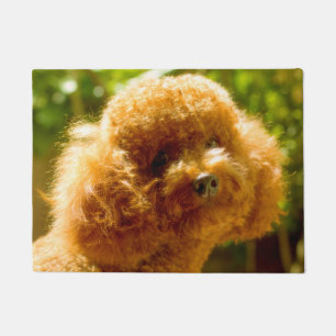 Pudel Hund. Fußmatte