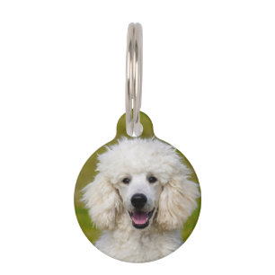 Pudel-Hunde. Haustiermarke