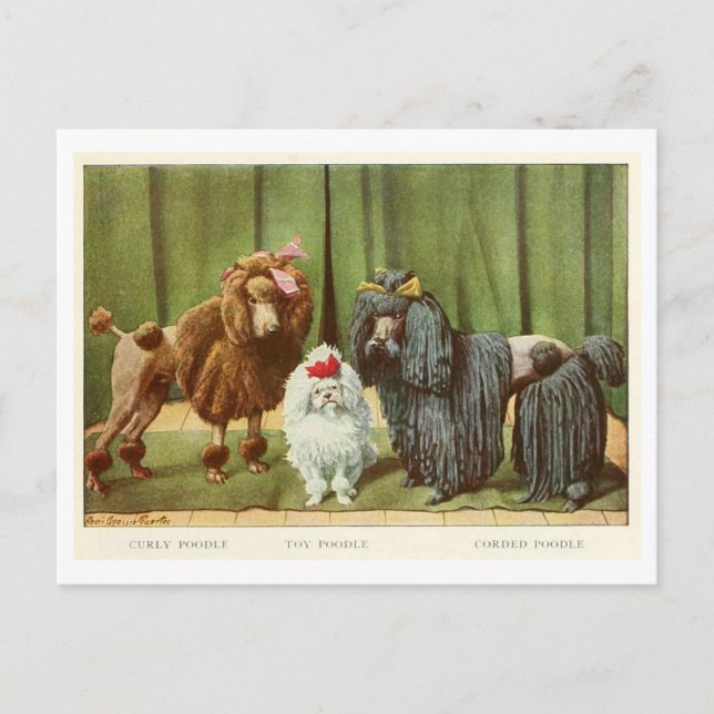 Pudel-Hunde-Postkarte Postkarte (Vorderseite)