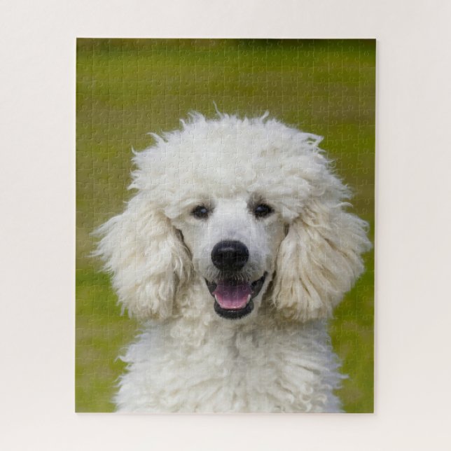 Pudel-Hunde. Puzzle (Vertikal)