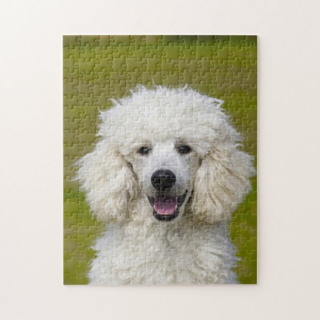 Pudel-Hunde. Puzzle (Vertikal)