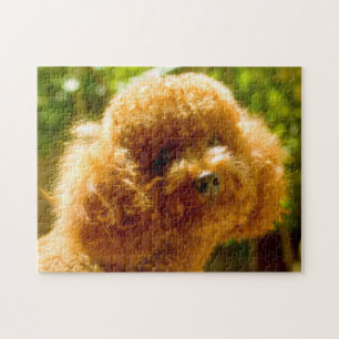 Pudel-Hunde. Puzzle
