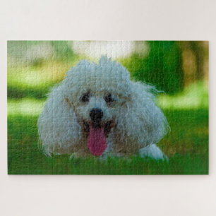 Pudel Hunde. Puzzle