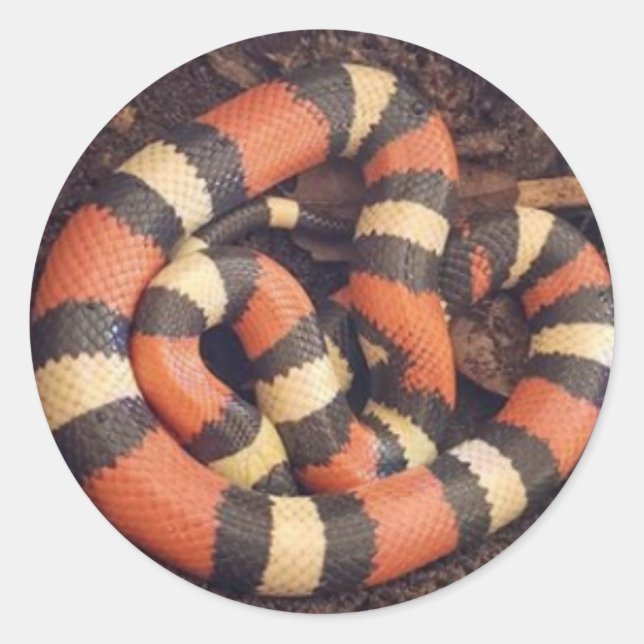 Pueblan Milk Snake Runder Aufkleber (Vorderseite)