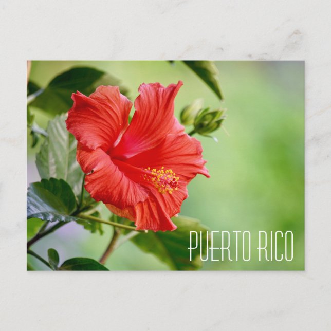 Puerto Rico Hibiskus Blume Postkarte (Vorderseite)