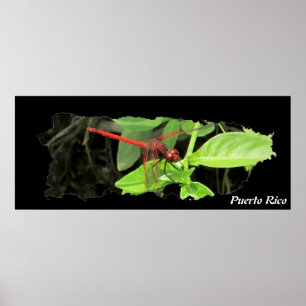 Puerto Rico Insel Karte Dragonfly Poster